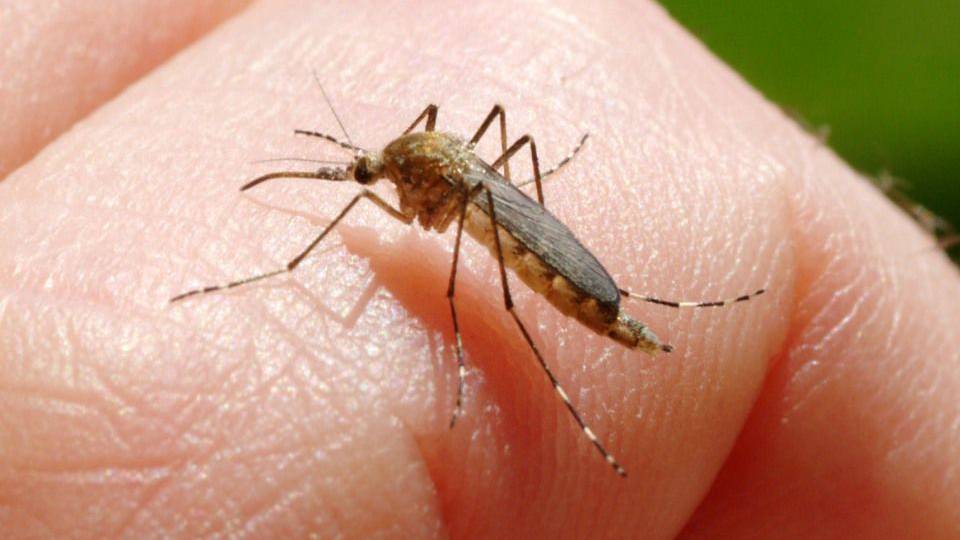 a Plasmodium malária esetében a szúnyog a férgek népi gyógymódjainak tisztítása