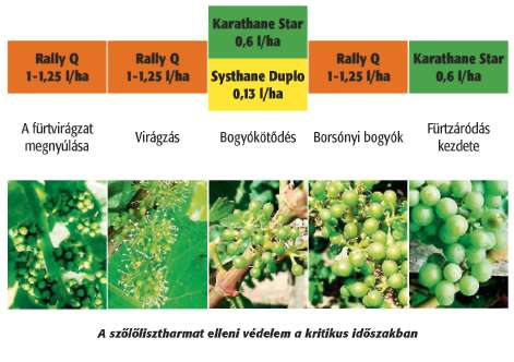 Növényvédelmi stratégia a szőlő lisztharmatgombája ellen