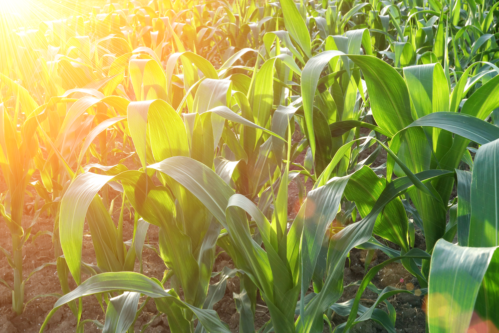Calaris Professional – professzionális megoldás a kukorica gyomirtásában