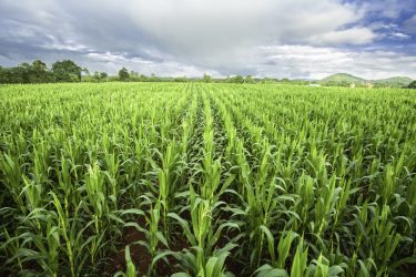 A kukorica többre képes – tegyük azzá! Mikrobiológiai támogatás a termésbiztonság növeléséért.