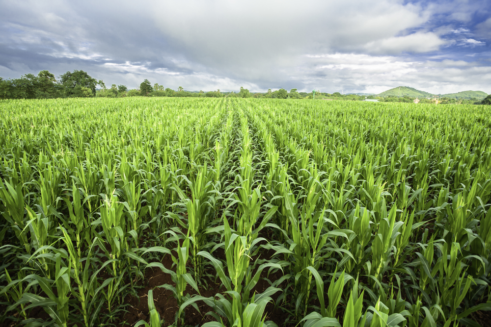 A kukorica többre képes – tegyük azzá! Mikrobiológiai támogatás a termésbiztonság növeléséért.