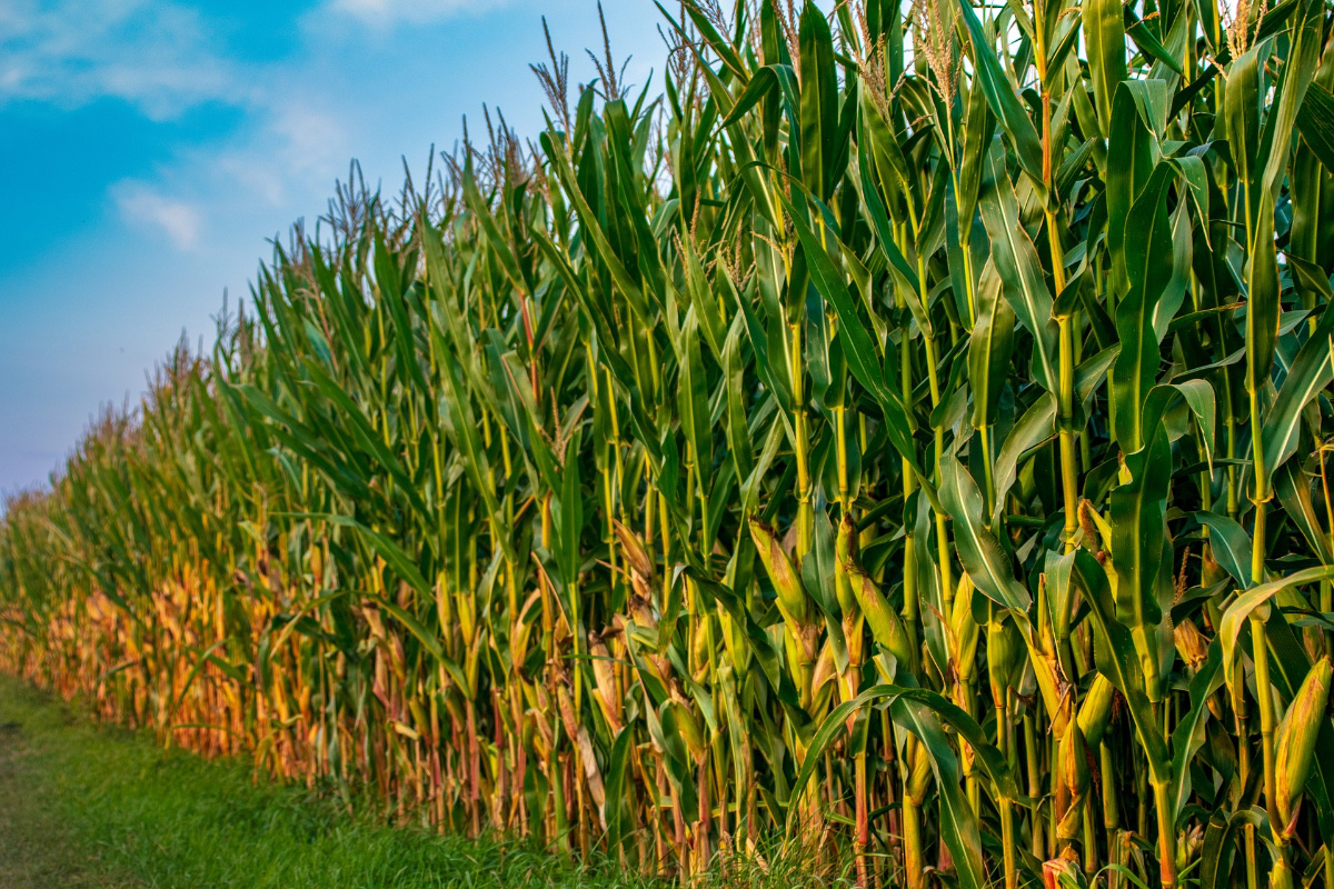 Regisztráljon mielőbb a kukorica termésversenyre!
