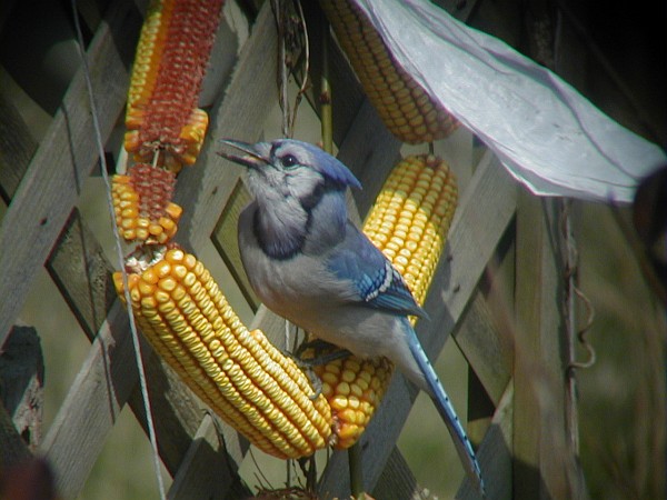 Új lehetőségek a kukorica madárkár elleni védelmében