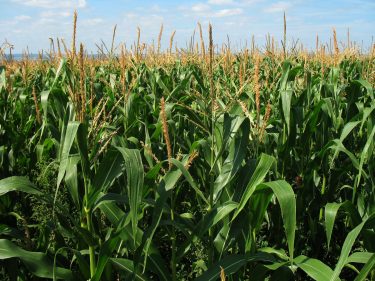 Változott-e a kukorica vetésterülete? Megtudhatjuk, ha Ön is kitölti a kérdőívet!