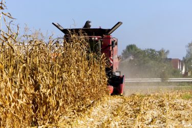 Tarlón hagyott milliók – avagy a kukorica szár- és gyökérmaradványának felhasználása
