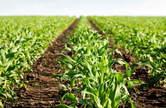 Kipróbált megoldások a kukorica gyomirtására