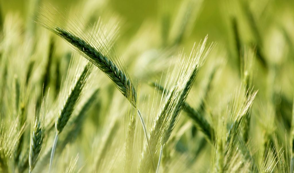 LEGATO TRIO – az őszi gabona gyomirtás nem kérdés