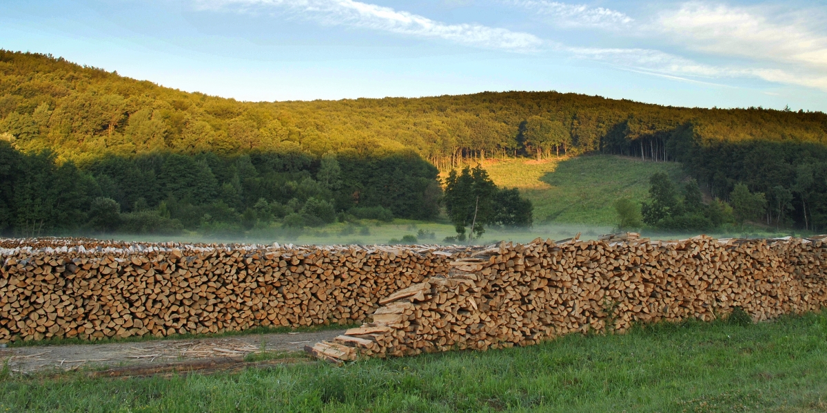 80-130%-kal több forrás erdőtelepítőknek