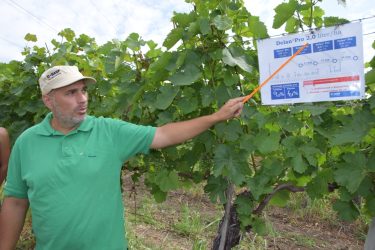 A BASF újfejlesztésű gombaölő készítménye, a Delan® Pro kitűnőre vizsgázott az egri szőlőkben