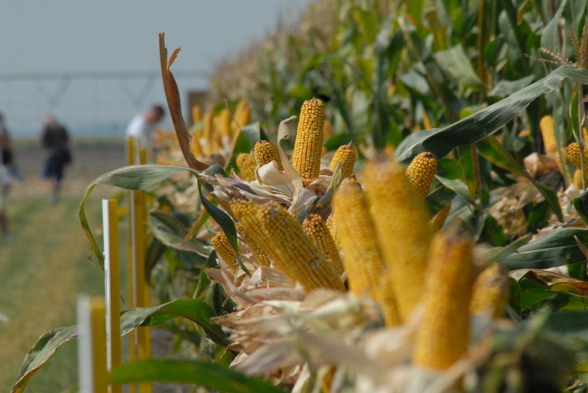 A kukoricatermesztés agrotechnikai elemeinek vizsgálata