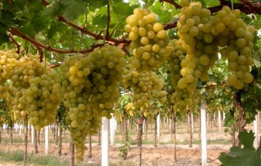 A csemegeszőlő termesztéséről