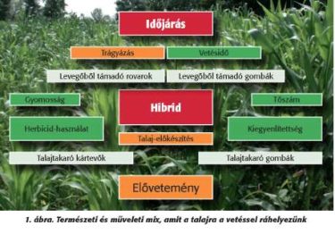 Mit tehetünk a kukorica szempontjából optimális talajállapot kialakítása érdekében?