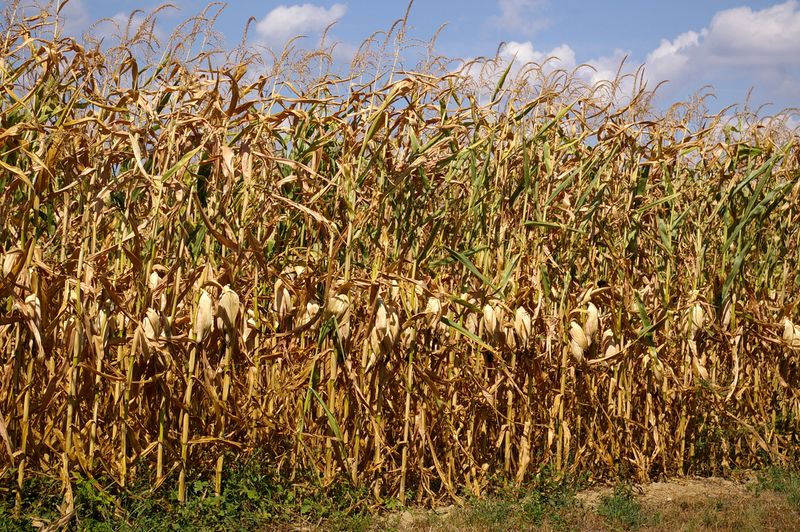 Kukorica nélkül nincs növénytermesztés