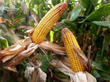 Az új Syngenta kukoricahibridekkel biztosan megtalálja számítását