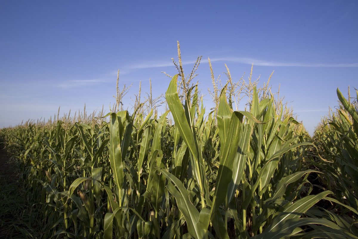 Csúcstermésre képes kukoricák új generációja