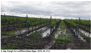 A szőlőtermesztés idei nehézségei az Egri borvidéken