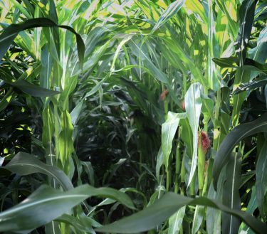 Precíziós termesztés napraforgó- és kukoricakultúrákban