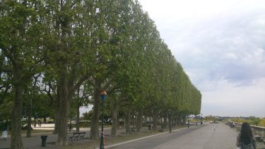 A városi fák környezeti hasznosságának vizsgálata