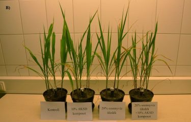 1-2. kép. A tesztnövények: a) cirok; b) cirok × szudánifű-hibrid