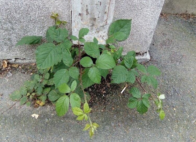 Vadszeder (Rubus spp.) a városban