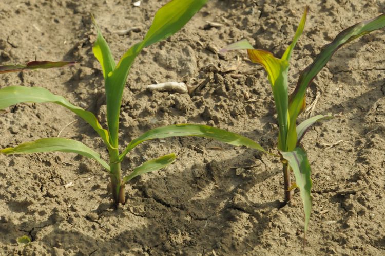 Kukorica ugyanott: kemény és szelíd módszerek a kártevők ellen