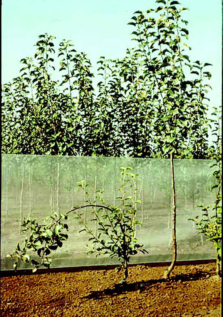 az almafák kezelése ősszel a parazitáktól
