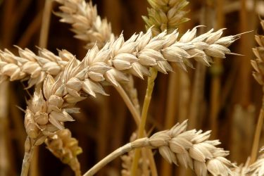 Mezőgazdaság, gabona, nemesítés