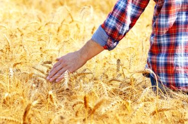 Mezőgazdaság, gabonafélék piaca