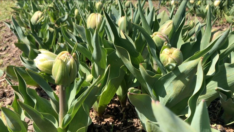 Finola tulipánok (fotó: Kristóf Imre)