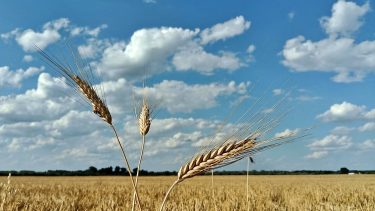 Mezőgazdaság, aratás