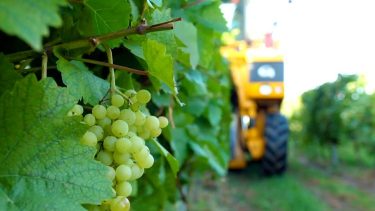 Mezőgazdasági munkák sorában most a szőlő szüret indul, figyelni kell a mustgáz veszélyre