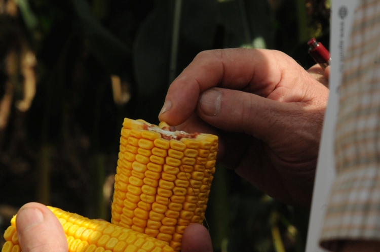 A Kukorica Kör termesztési versenye új szemléletetet vezet be
