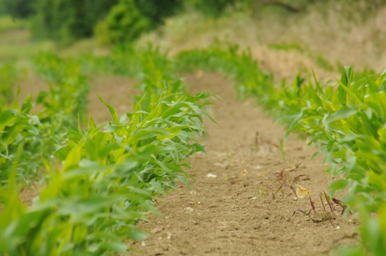 Érdekeltté lehet tenni a gazdálkodókat , hogy „áldozatokat” hozzanak a fenntarthatóságért