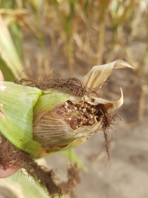 Gyapottok-bagolylepke súlyos károkozása kukoricában
