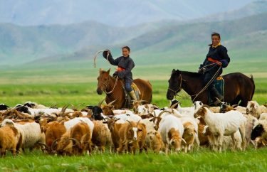 mongol állattartók