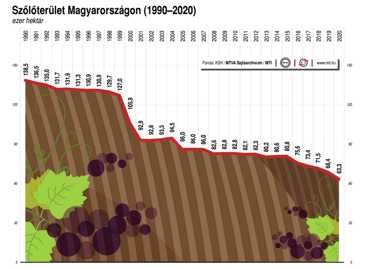 Infografika a szőlőültetvények nagyságáról.