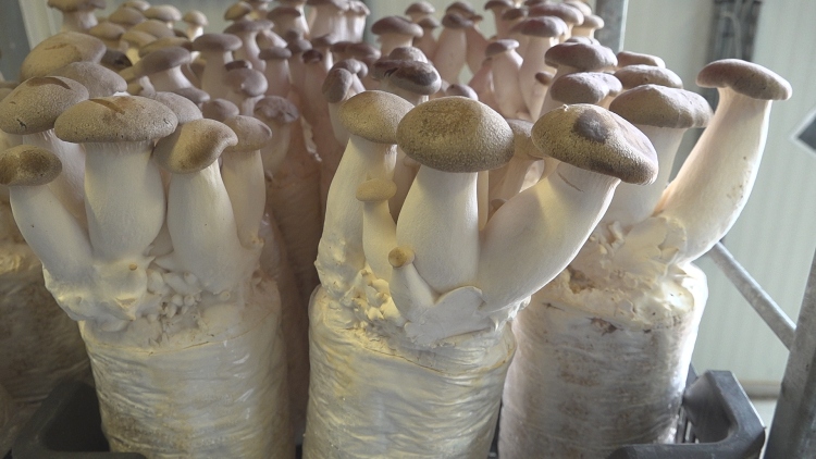 Ördögszekér laskagomba termesztése a Bio-Fungi Kft.-nél