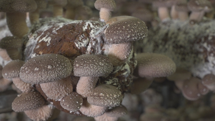 Shiitake gomba termesztése a Bio-Fungi Kft.-nél