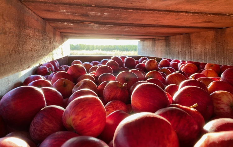 Nagy tolongás az európai almapiacon, az ukránok is jönnek