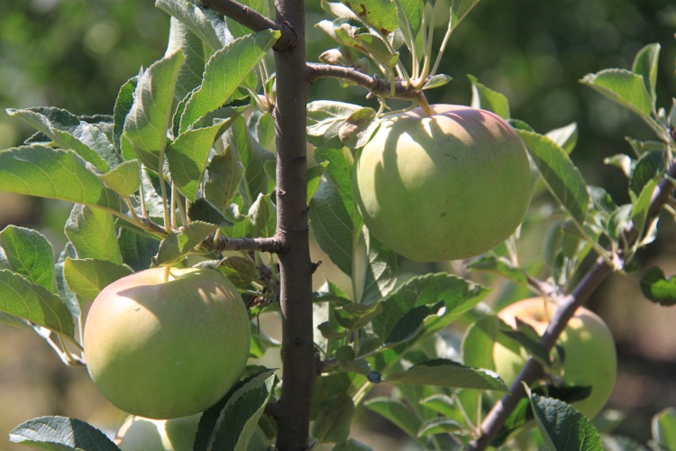 Megint rossz évet fognak zárni a hazai almatermelők