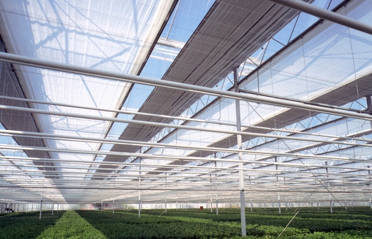 Hollandia két éven belül átáll a szupertakarékos üvegházakra