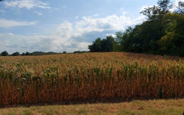 kukorica júliusban