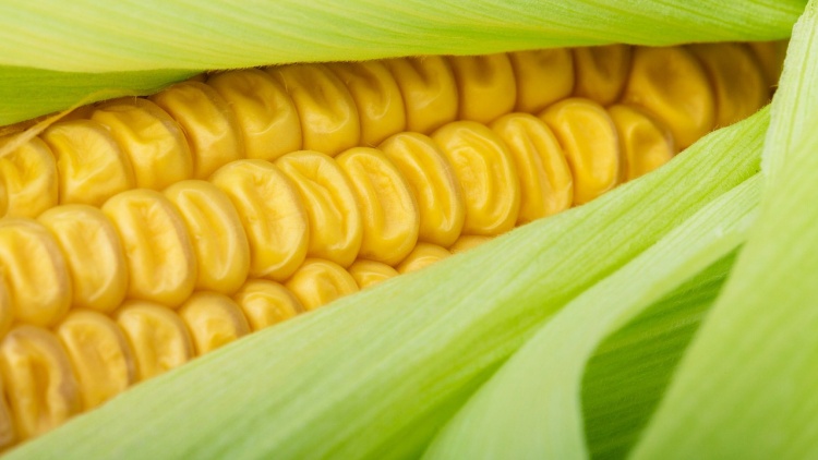 Kukoricaszemek a csövön