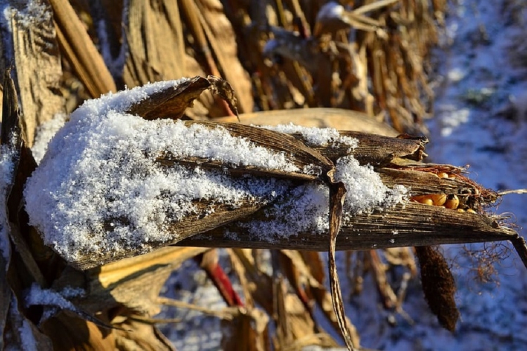 kukorica télen