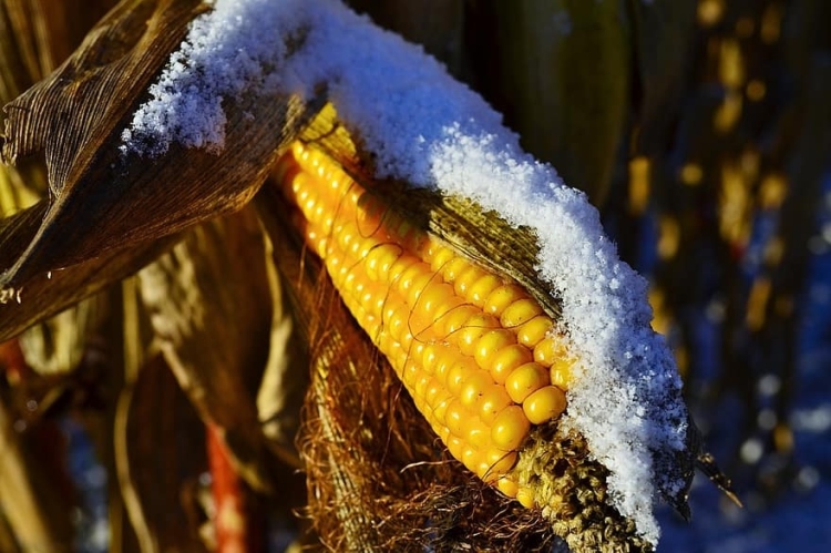 Ukrán kukorica: a fele még kint van a táblán