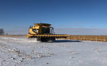 kukoricabetakarítás hóban