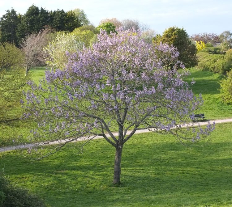 Virágzó császárfa