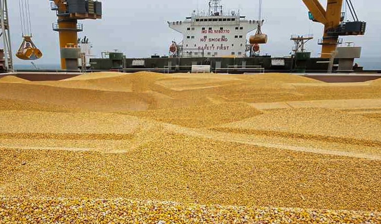 kukorica a hajón