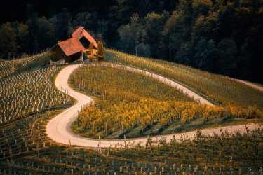 szőlészet, borászat, bortermelés, ültetvény