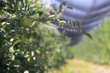 alma ültetvény